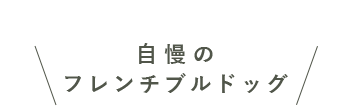 自慢のフレンチブルドッグ